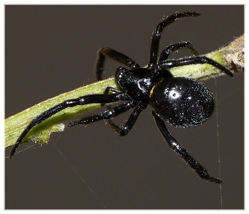 Ragni vari(Gnaphosidae, Lycosidae, Theridiidae, Thomisidae.)